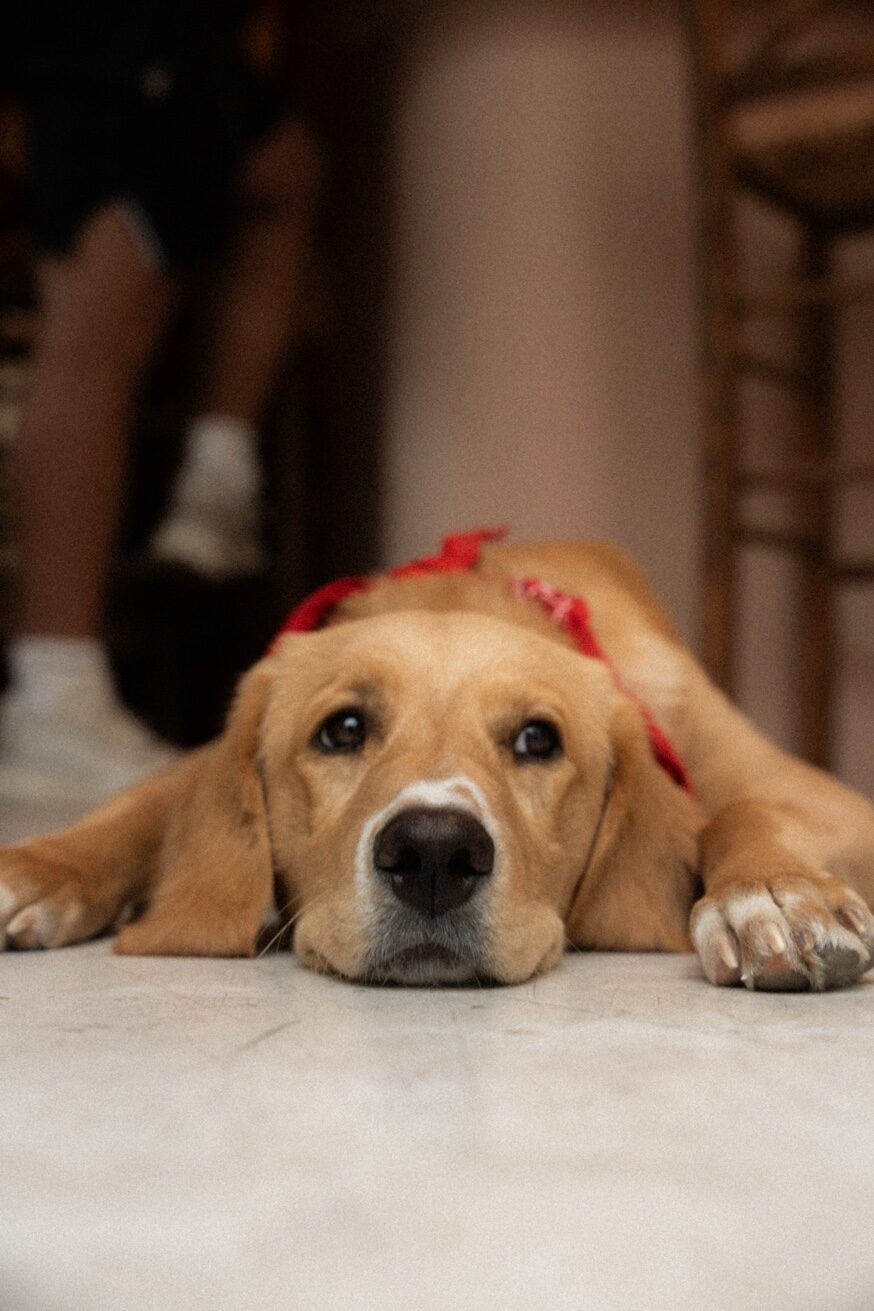Charlie the dog at Mykonos Brunch Club
